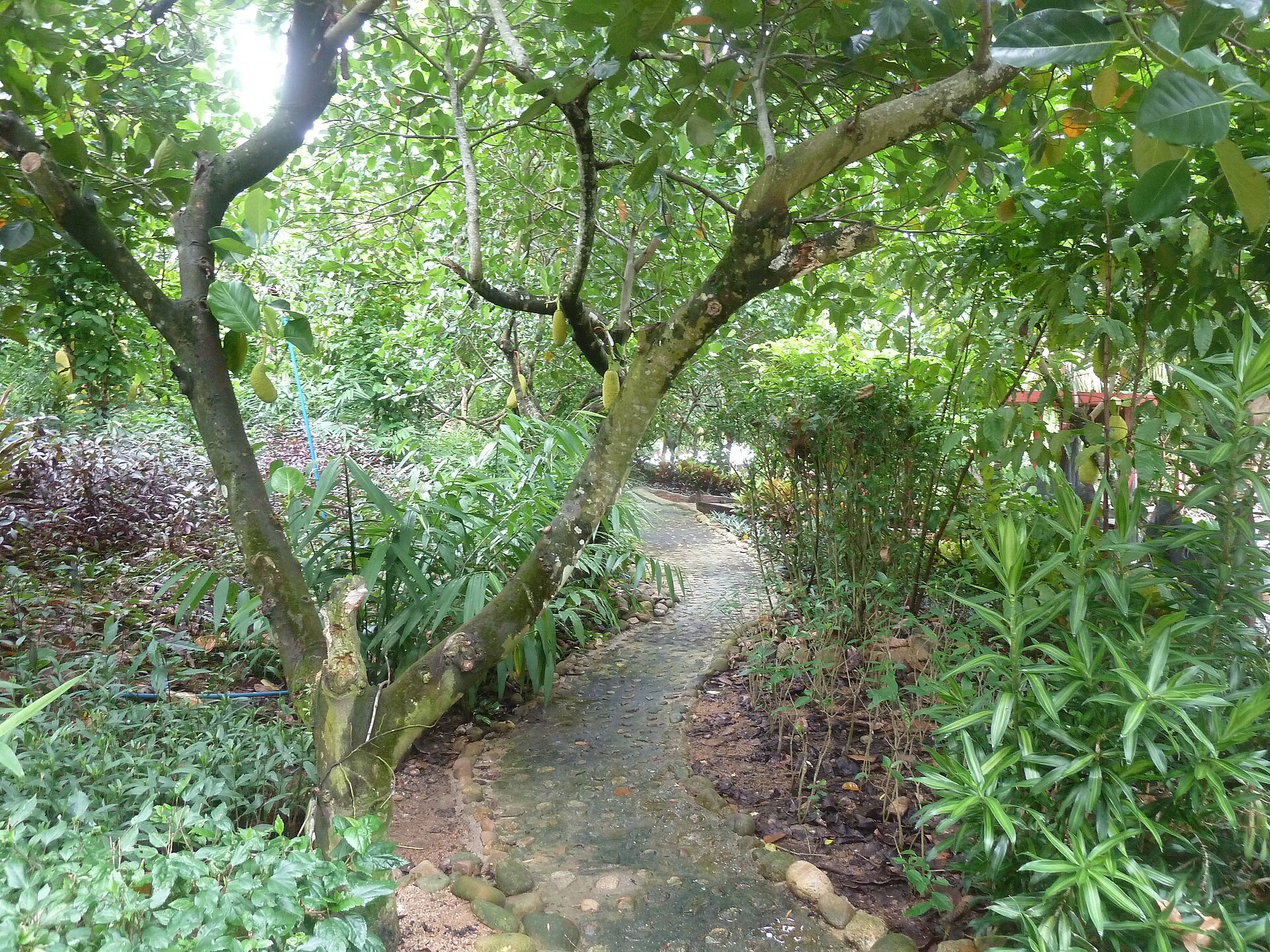 万宁兴隆咖啡谷林间步道实景